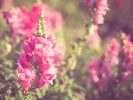 客厅书画的风水讲究