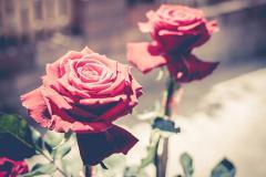 卧室适合摆放红玫瑰吗 红玫瑰对卧室风水的影响-叭楼楼市分享网