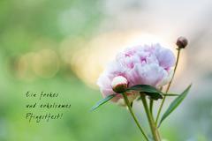 卧室养花的讲究,卧室养花如何摆放?-叭楼楼市分享网