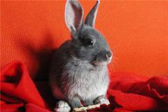 属兔的人卧室适合挂什么画-叭楼楼市分享网