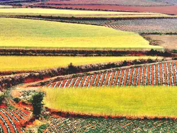 农村闲置土地种植什么比较好?农村自建房有规模限制吗?-叭楼楼市分享网