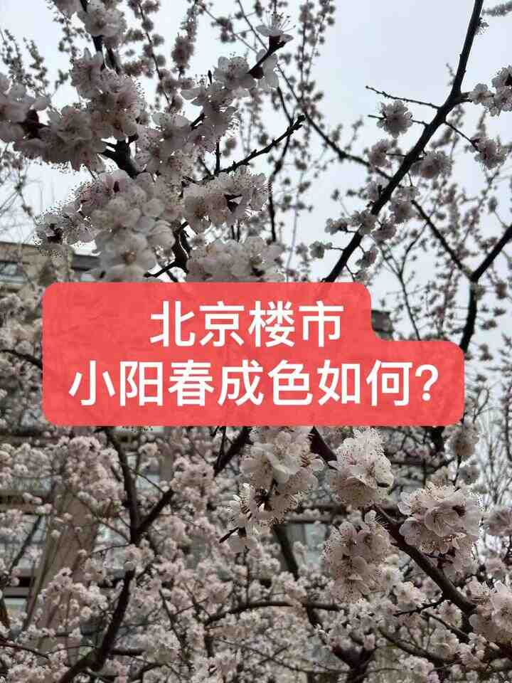 北京楼市小阳春现状及24年楼市展望-叭楼楼市分享网